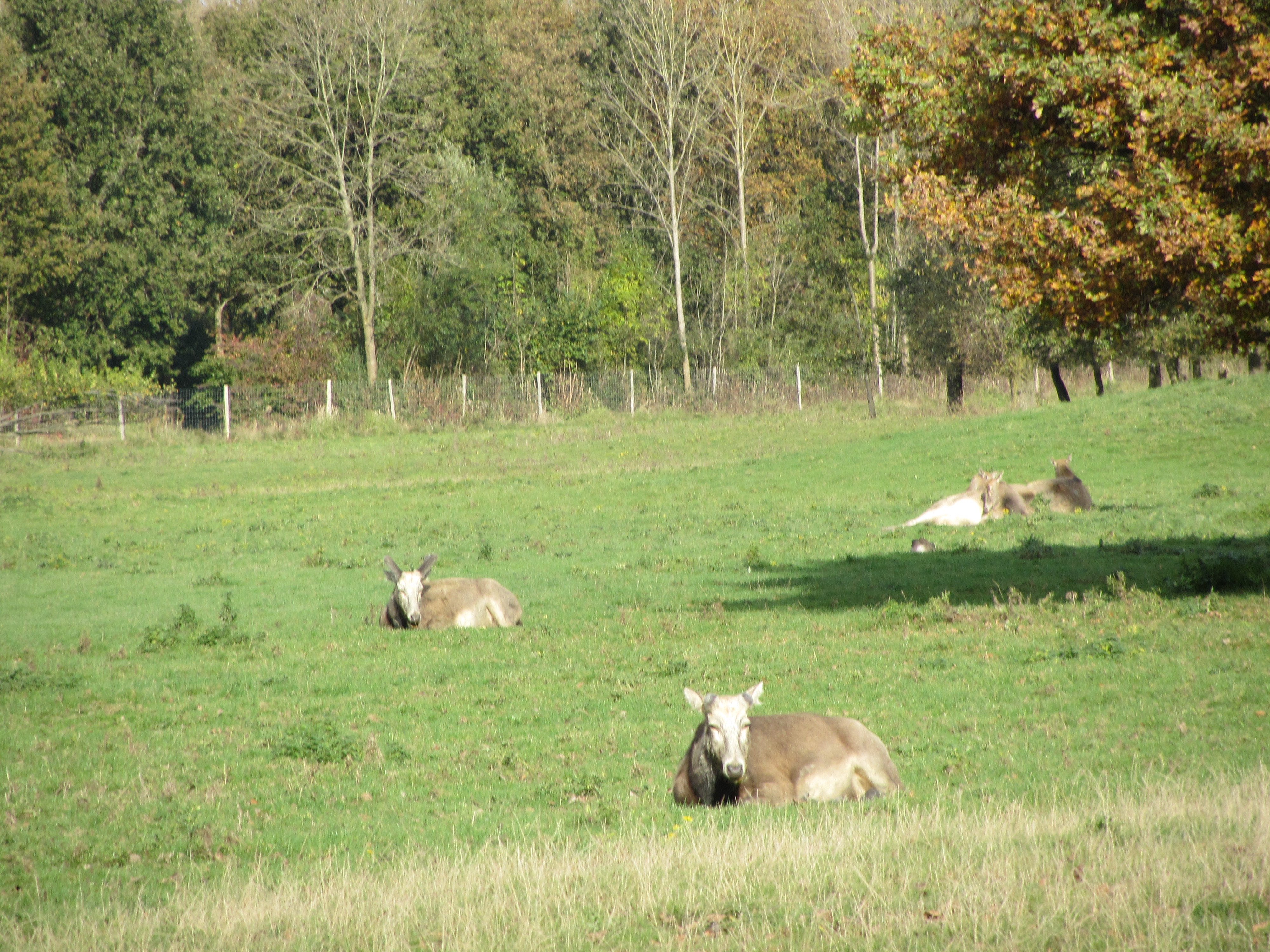 Ipad Marianne 078.JPG